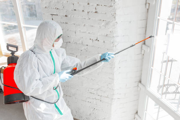 Mold Odor Removal Services in Occidental, CA